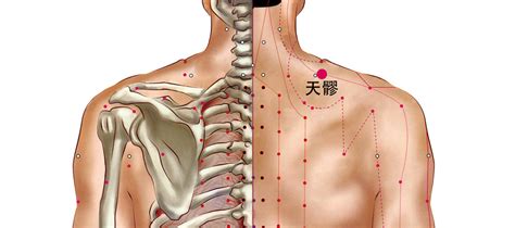 天谷穴|天谷穴在人体什么位置？